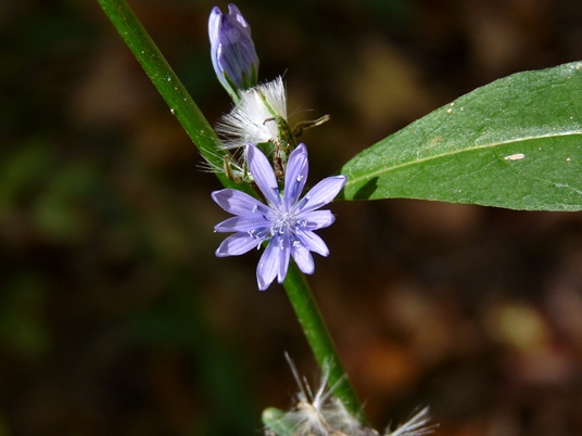 {Lactuca floridana}